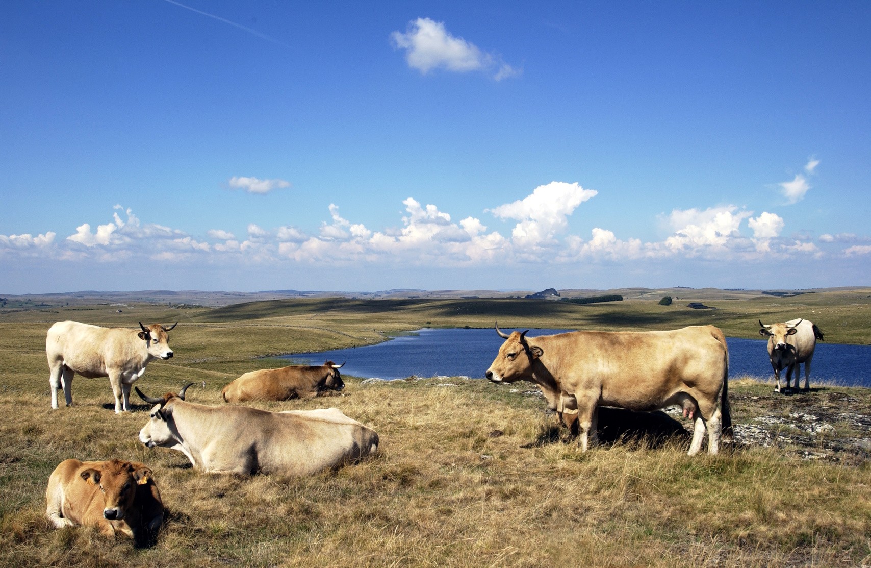 Aubrac cattle grazing on mountain pastures in southern France